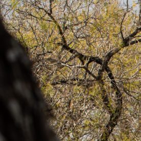 Toyota Highlander Hybrid 2021 gris en carretera arbolada, vista trasera lateral, SUV híbrido familiar de tres filas, espacioso y eficiente para viajes largos.