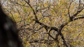 Toyota Highlander Hybrid 2021 gris en carretera arbolada, vista trasera lateral, SUV híbrido familiar de tres filas, espacioso y eficiente para viajes largos.