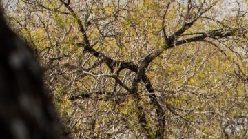 Toyota Highlander Hybrid 2021 gris en carretera arbolada, vista trasera lateral, SUV híbrido familiar de tres filas, espacioso y eficiente para viajes largos.