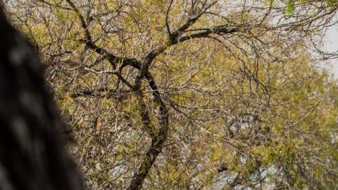 Toyota Highlander Hybrid 2021 gris en carretera arbolada, vista trasera lateral, SUV híbrido familiar de tres filas, espacioso y eficiente para viajes largos.