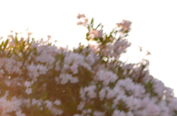 Fiat Topolino llegará a Estados Unidos.