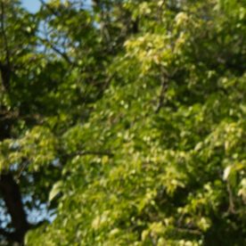 Toyota Corolla Cross Hybrid 2026 tiene un buen ahorro de gasolina.