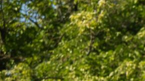 Toyota Corolla Cross Hybrid 2026 tiene un buen ahorro de gasolina.