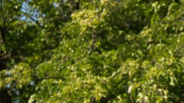 Toyota Corolla Cross Hybrid 2026 tiene un buen ahorro de gasolina.