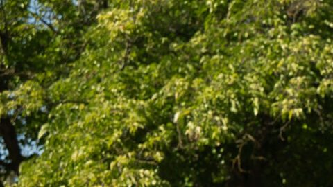 Toyota Corolla Cross Hybrid 2026 tiene un buen ahorro de gasolina.