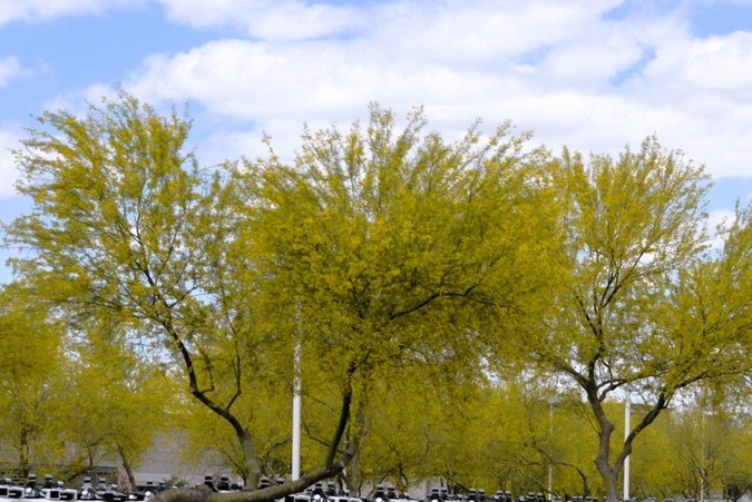 Cruise, la división de conducción autónoma de GM que tenía como objetivo lanzar un servicio dedicado de robotaxi, se cerrará en la primera mitad de este año.