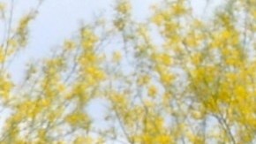 Cruise, la división de conducción autónoma de GM en Arizona