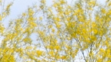 Cruise, la división de conducción autónoma de GM en Arizona