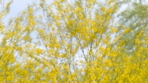 Cruise, la división de conducción autónoma de GM en Arizona