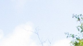 licencia para manejar vehículos ajenos