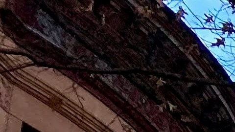 Calle residencial con casas cubiertas de nieve en Harlem, Nueva York, EE.UU.