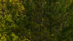 2026 Tiguan SEL R-Line Turbo en color Avocado Green frente a la laguna en el bosque