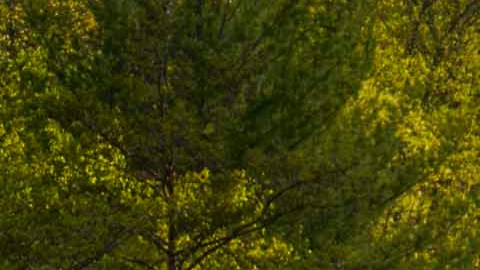 2026 Tiguan SEL R-Line Turbo en color Avocado Green frente a la laguna en el bosque