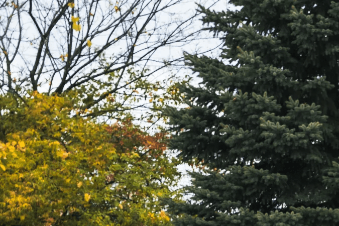 Vista frontal Ford F-150 Roush 2026 blanca con parrilla agresiva y neumáticos 33 pulgadas en entorno boscoso.