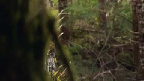 Ford Puma Rally1 en tramo boscoso del WRC, con barro y vegetación, acción de rallyes en Estados Unidos 2027.