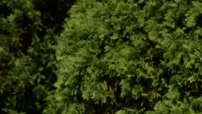 Ferrari Enzo tiene un color amarillo único.