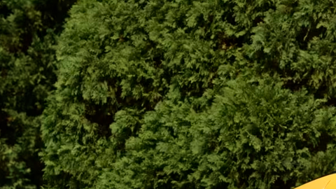 Ferrari Enzo tiene un color amarillo único.