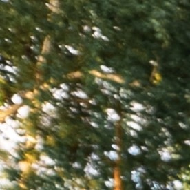 Fila de la multicolor Dodge Ram Trx estacionada en la calle en un cálido día de verano contra el fondo del parque