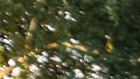 Fila de la multicolor Dodge Ram Trx estacionada en la calle en un cálido día de verano contra el fondo del parque