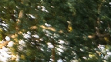 Fila de la multicolor Dodge Ram Trx estacionada en la calle en un cálido día de verano contra el fondo del parque