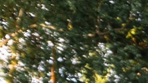 Fila de la multicolor Dodge Ram Trx estacionada en la calle en un cálido día de verano contra el fondo del parque