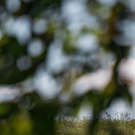 Toyota Tacoma 2026 ganó el premio Truck of Texas.