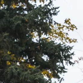 Ford F-150 Roush 2026 trasera en blanco, escape Roush y luces LED, diseño off-road premium otoño