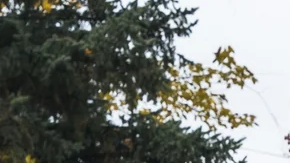 Ford F-150 Roush 2026 trasera en blanco, escape Roush y luces LED, diseño off-road premium otoño