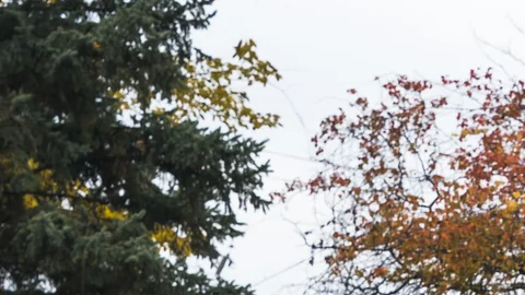 Ford F-150 Roush 2026 trasera en blanco, escape Roush y luces LED, diseño off-road premium otoño