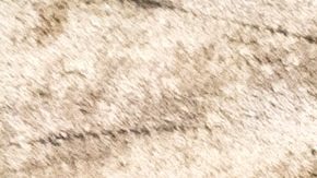 Ford Bronco RTR 2027 en acción off-road en desierto Baja, con mejoras secretas para Baja 1000 y suspensión elevada.