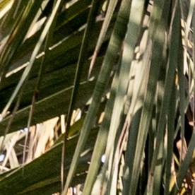 Jaguar I-Pace 2024 en Dubai