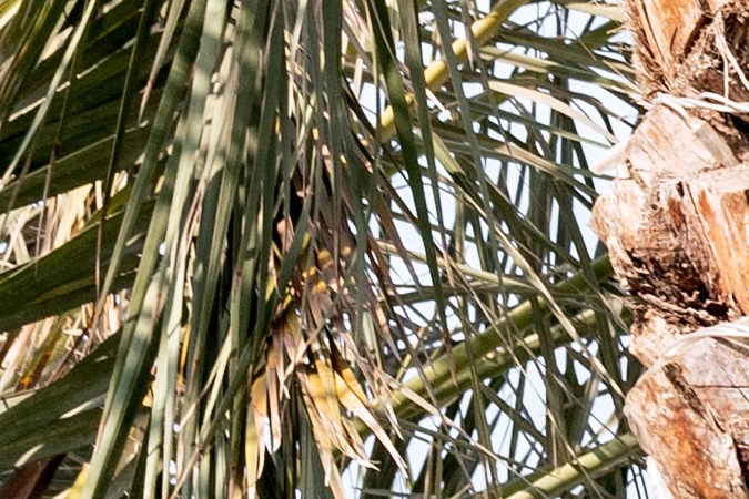 Jaguar I-Pace 2024 en Dubai