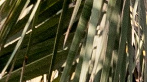 Jaguar I-Pace 2024 en Dubai