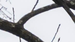 Nissan Rogue Plug-in Hybrid 2026 llega por debajo de los $50,000 dólares.