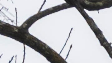 Nissan Rogue Plug-in Hybrid 2026 llega por debajo de los $50,000 dólares.