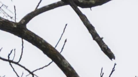 Nissan Rogue Plug-in Hybrid 2026 llega por debajo de los $50,000 dólares.