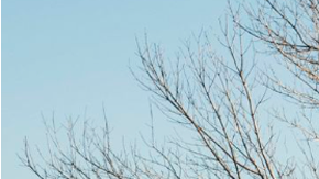 RUF 928R podría costar más de $500,000 dólares en subasta.