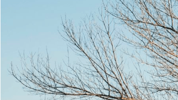 RUF 928R podría costar más de $500,000 dólares en subasta.