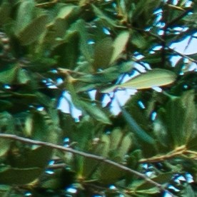 Estaciones de carga de Electrify America llenas de autos eléctricos y camiones eléctricos cargados en vacaciones