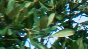 Estaciones de carga de Electrify America llenas de autos eléctricos y camiones eléctricos cargados en vacaciones