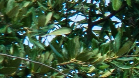 Estaciones de carga de Electrify America llenas de autos eléctricos y camiones eléctricos cargados en vacaciones