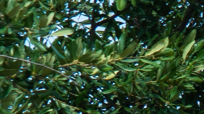 Estaciones de carga de Electrify America llenas de autos eléctricos y camiones eléctricos cargados en vacaciones