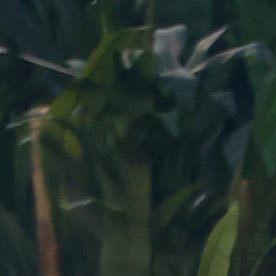 Bad Bunny sobre pick-up Ford F-250 1968 en show medio tiempo Super Bowl LX con bailarines.