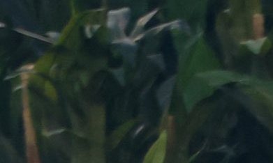 Bad Bunny sobre pick-up Ford F-250 1968 en show medio tiempo Super Bowl LX con bailarines.