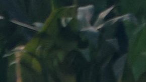 Bad Bunny sobre pick-up Ford F-250 1968 en show medio tiempo Super Bowl LX con bailarines.