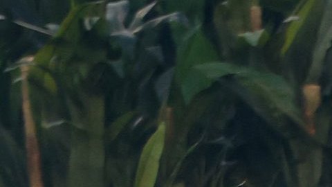 Bad Bunny sobre pick-up Ford F-250 1968 en show medio tiempo Super Bowl LX con bailarines.