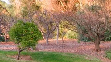 Toyota bZ Woodland 2026 es compacta, pero robusta.