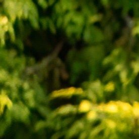 Jaguar I-Pace es el único auto eléctrico de la marca.