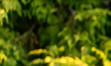 Jaguar I-Pace es el único auto eléctrico de la marca.