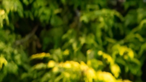 Jaguar I-Pace es el único auto eléctrico de la marca.